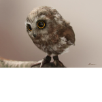 The united Owl Group