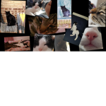 Cat Gang Official
