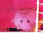 Snowball is my pet