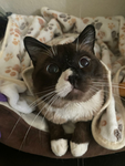 Coco Meow Group