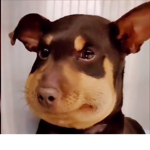 Woof woof fam