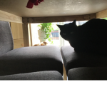 Cat’s Group reuniting