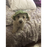 Bennypuppy