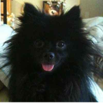 black pom squad