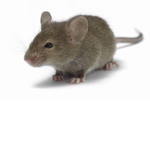 mouse sqaud