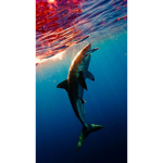 Sharky army gamers!