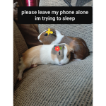 Guinea pig squad número 2
