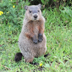 Groundhog Quest