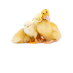 pollito pio xd