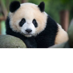 Panda Army Forever!