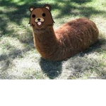 The Swag Llama Bears