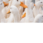 The ducks will come