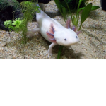 the_big_floppas(and_axolotls)