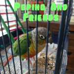 Pepino And Friends