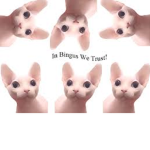Bingus24