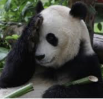 Team Pandas are cool