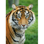 Pro Tigers