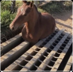 horsesrnice