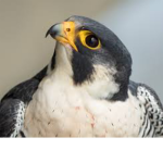 The Divine Peregrines.