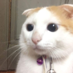 CatusCouch
