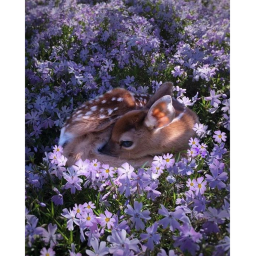 Deers United Group Hangout