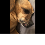 Woooof gang