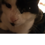 Buurman mol