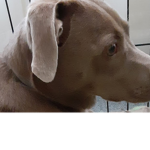 Reese Da Doge Fan Group