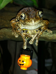 Frogs!!!!!!