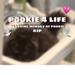 Pookie 4 Life