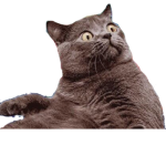 roooooooooooooobbbbuuuuuuuuxxxxxxxxxxxxxxx