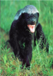 The Honey Badgers