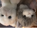 THE KITTY CLUB GROUP