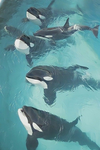 Elite Killer Whales