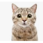 CatOnWater