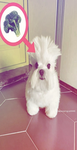 Gabijas group!