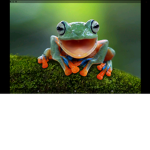 Frogsarethebestyouknowthat