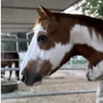 *+~Star Stables~+*