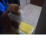 My cat's Name is larry