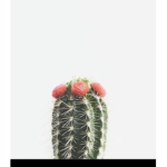 +Cactus Squad+
