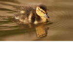 Shadow Duck Studios