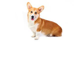 Corgi Creator! [FAN CLUB]