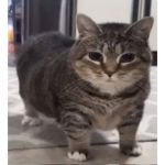 MY SPECIAL POOKIES ONLY