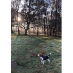 Beagles official