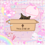 ɱყ ƈąɬ❤️(>ω<)
