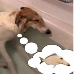 dwecqyz