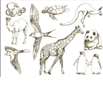Tia’s Animal’s