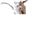 Cow squad!....