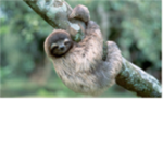 save are sloths