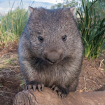 Wombat Appreciation Society